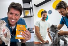 Vets & Pets: Cat-Friendly Veterinary in Dubai